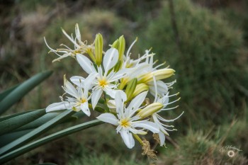 Pankrazlilie/Trichternarzisse/Pancratium illyricum