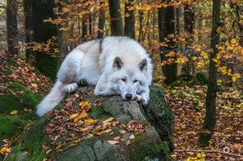 Polarwolf "Lars" Adler- und Wolfspark Kasselburg