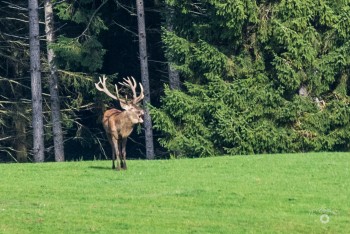 Hirschbrunft