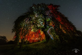 Süntelbuche in magischem Licht