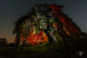 Süntelbuche in magischem Licht