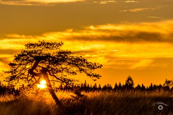 Sonnenuntergang im Brackvenn