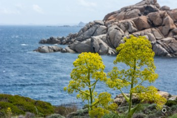 Wilder Fenchel