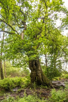 500 Jahre alte Eiche im Hohen Venn