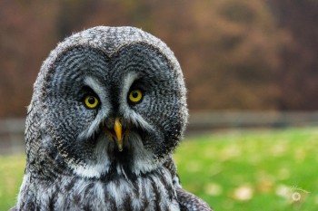 Bartkautz,  Adler- und Wolfspark Kasselburg