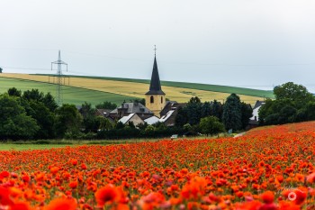 Mohnfeld bei Muldenau