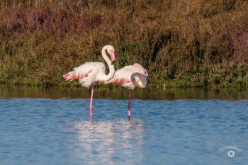 Flamingos am S'Ena Arrubia