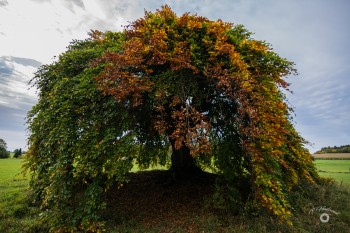 Süntelbuche im Herbstkleid