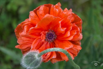 Mohn