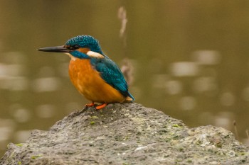 Eisvogel an der Kyll