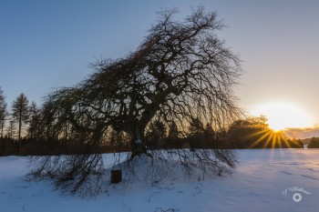 Süntelbuche im Sonnenuntergang